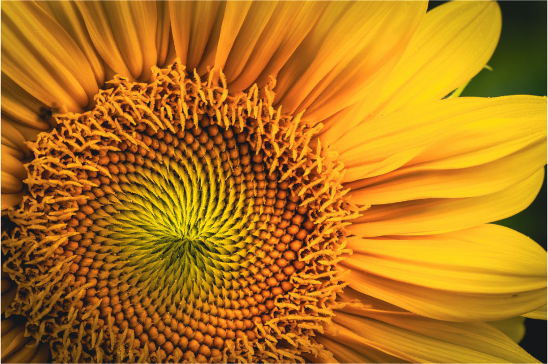 Sunward Spiral