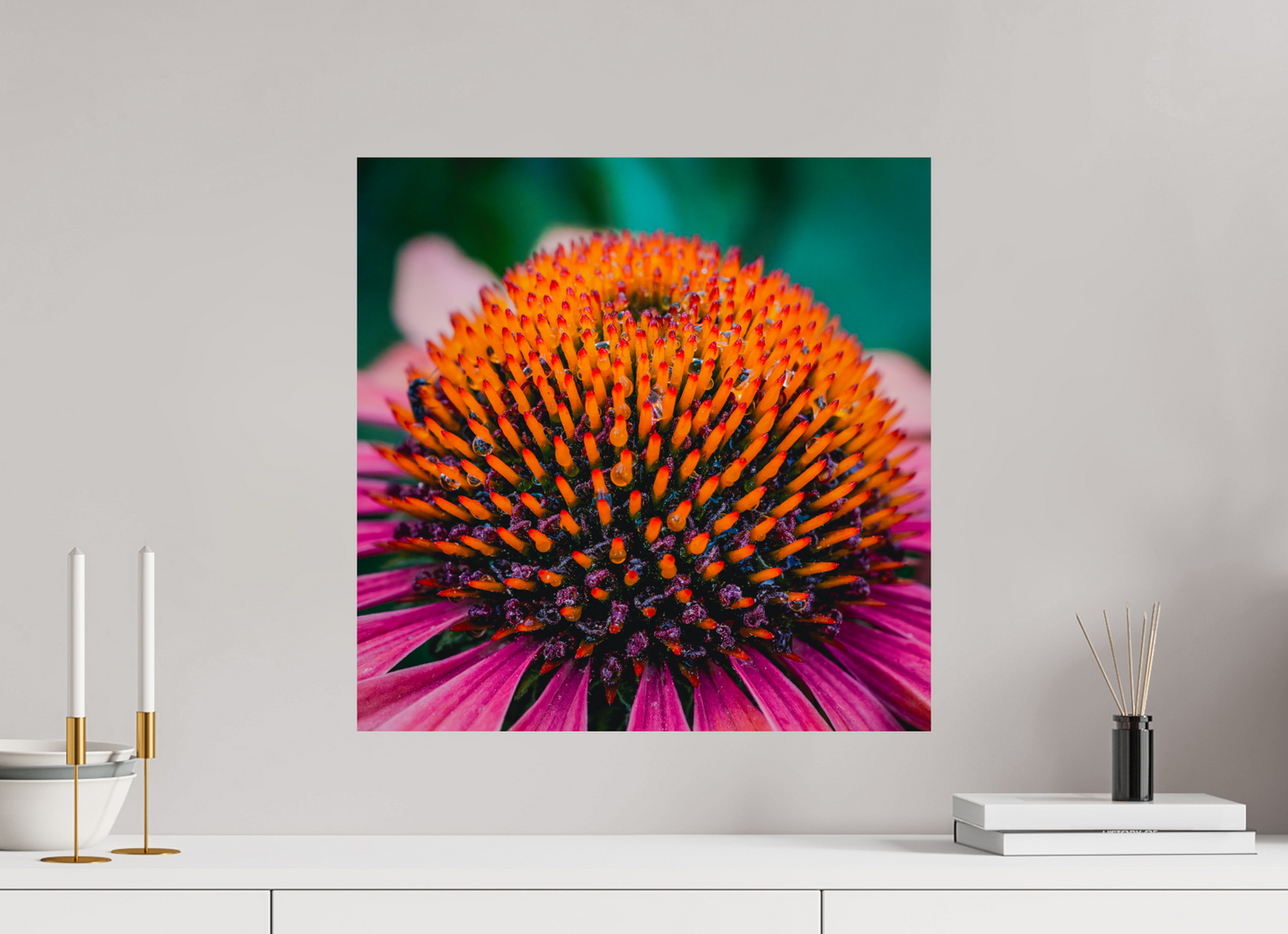 Echinacea Ember