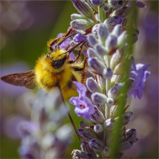 Lavender Landing