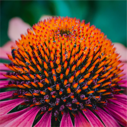 Echinacea Ember