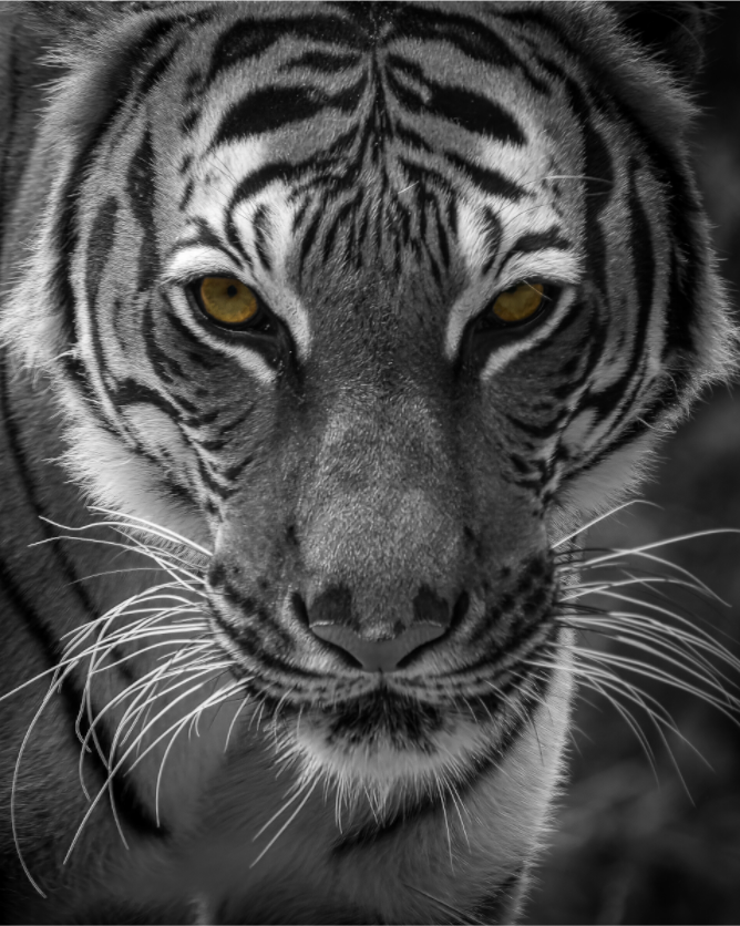 Golden Gaze