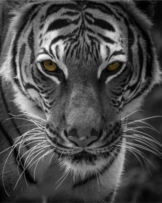 Golden Gaze
