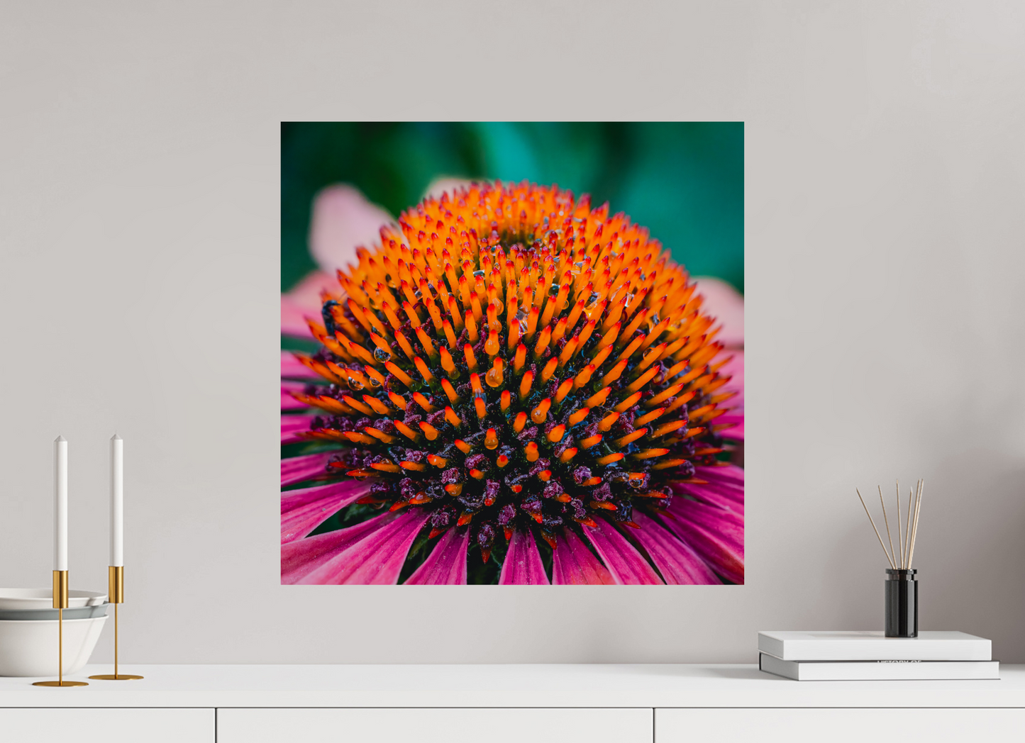 Echinacea Ember