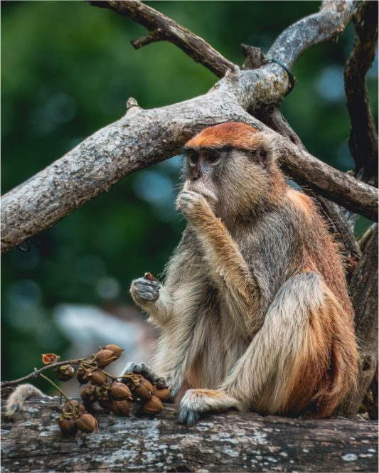 Snack in the Canopy