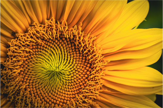 Sunward Spiral